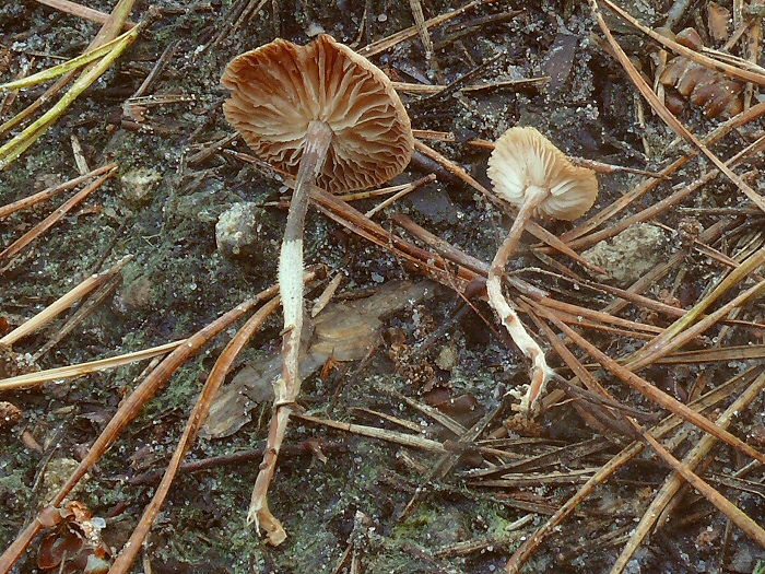 P1080002 MicromphalePerforans cc crp
